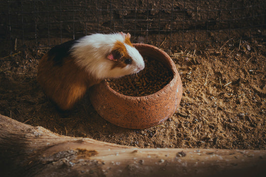 Tips for Bonding with Your Guinea Pig