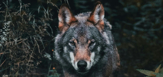Did All Domestic Dogs Evolve from Wolves?
