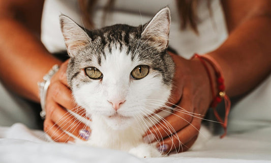 How Cats Domesticated Themselves: A Tale of Natural Selection