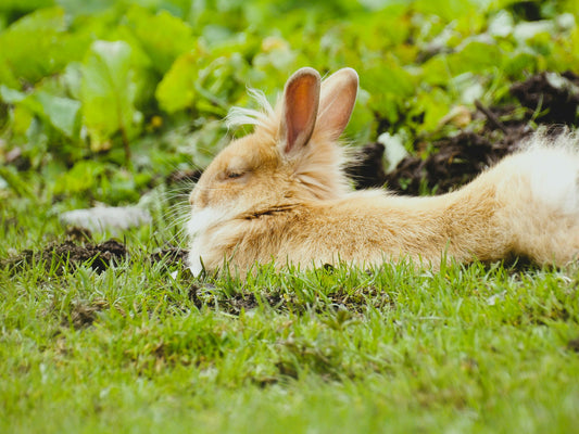 What Your Rabbit's Body Language Is Telling You