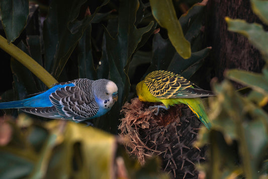 Why Wild Budgies are Only Green & Yellow