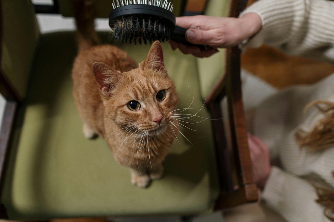 How Often Should You Brush Your Cat?