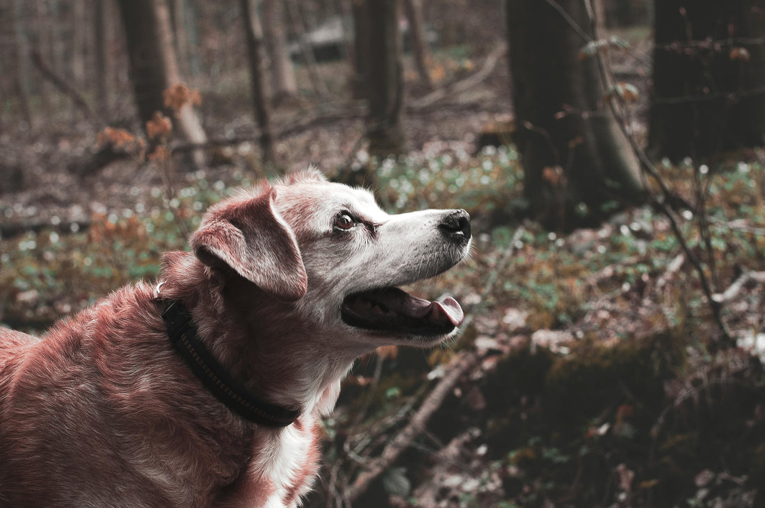 Caring for Your Senior or Post-Surgery Dog: Comfort & Healing Tips