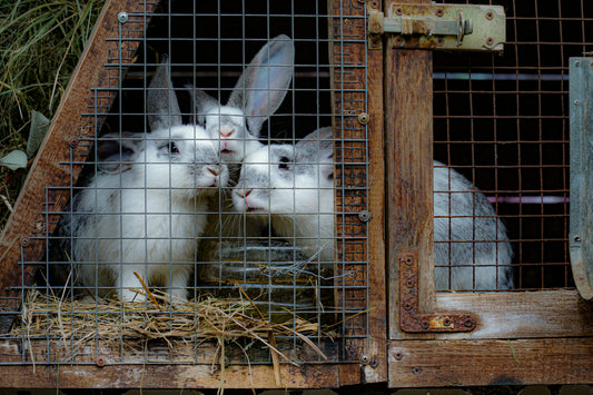 Why Your Rabbit Needs More Than a Hutch