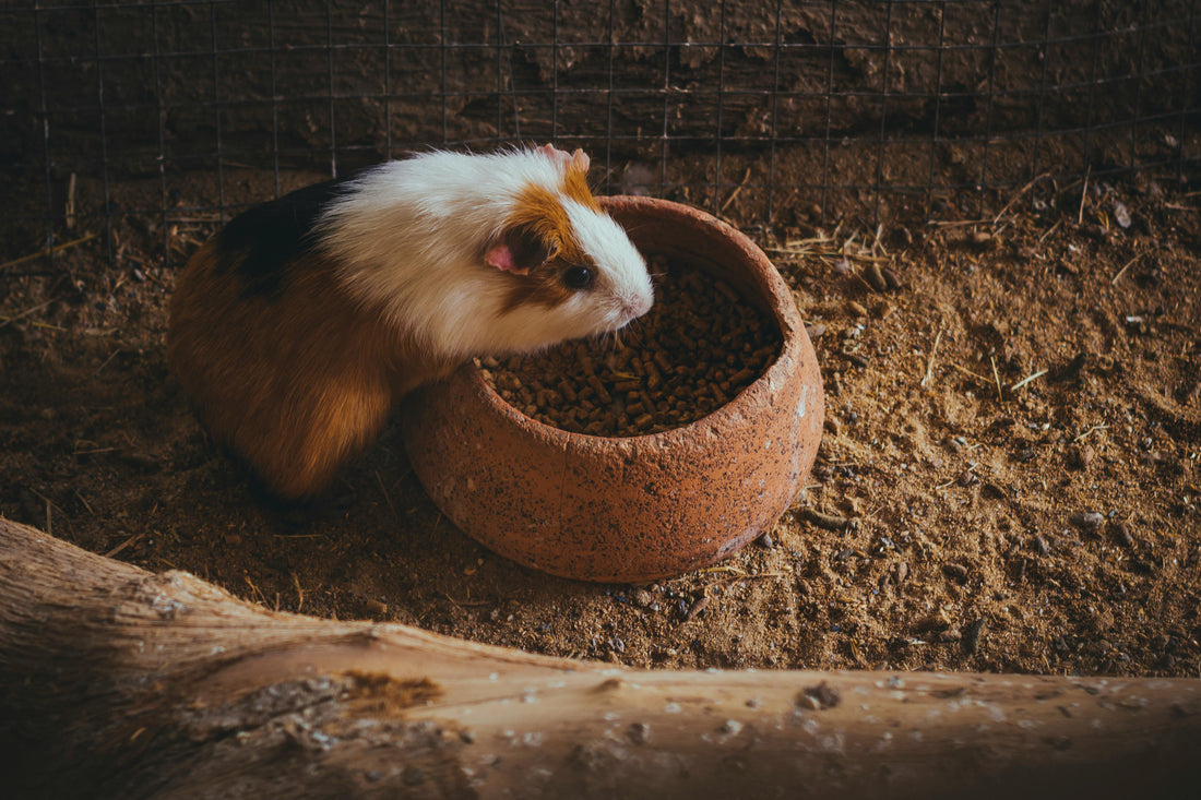 Tips for Bonding with Your Guinea Pig